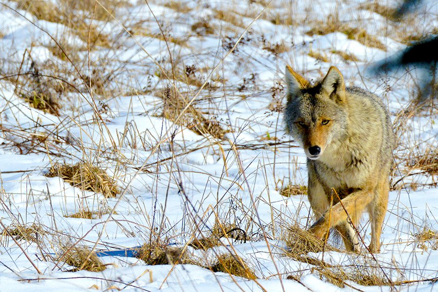 Coyote in winter