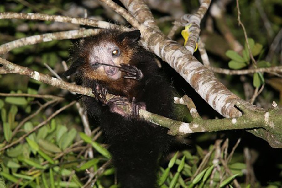 The aye-aye's finger