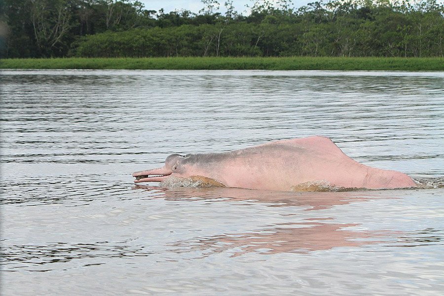 Boto in the amazon