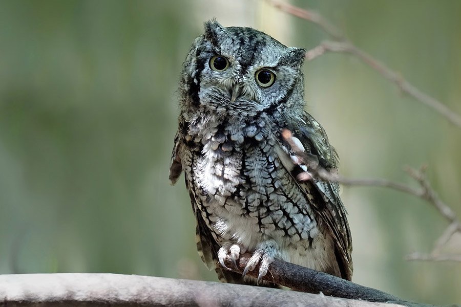 Eastern Screech Owl