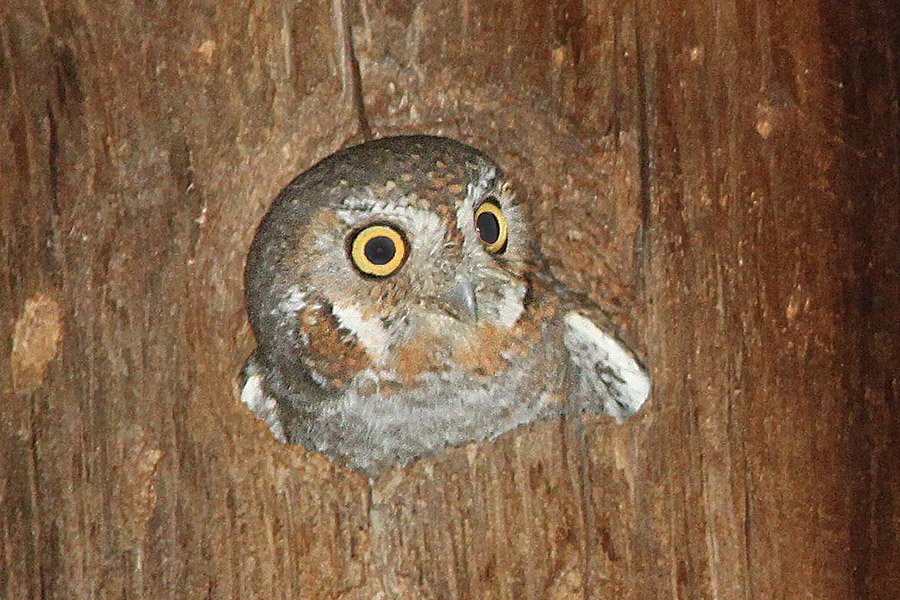 Elf Owl