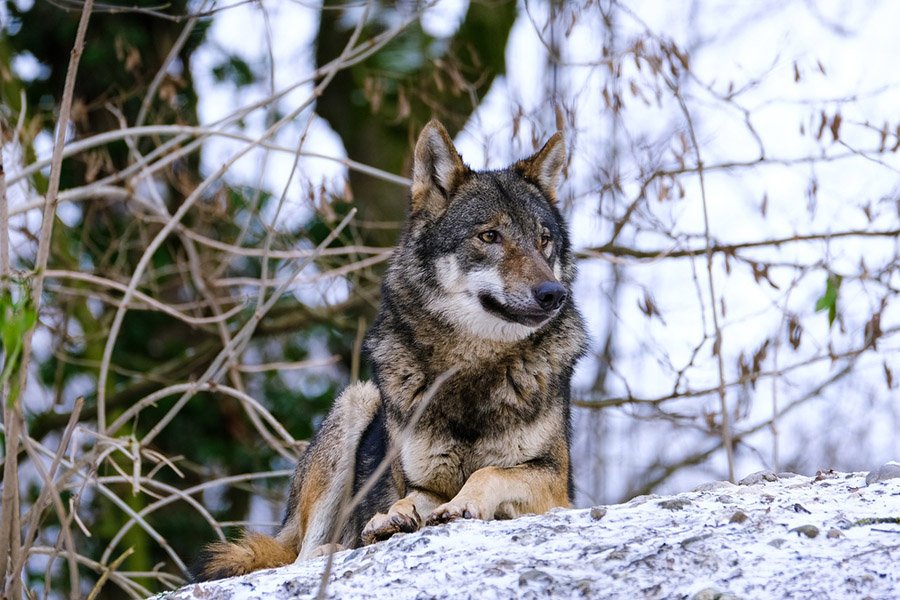 Eurasian Wolf