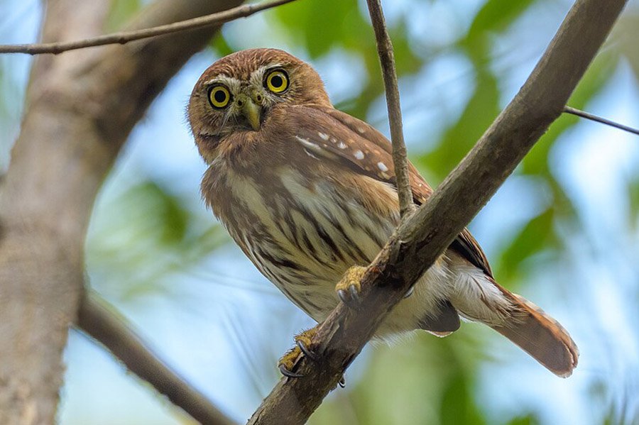 Ferruginous Pygmy-Owl