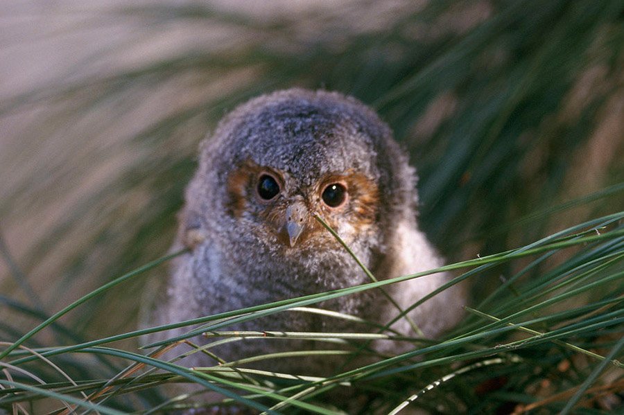 Flammulated Owl