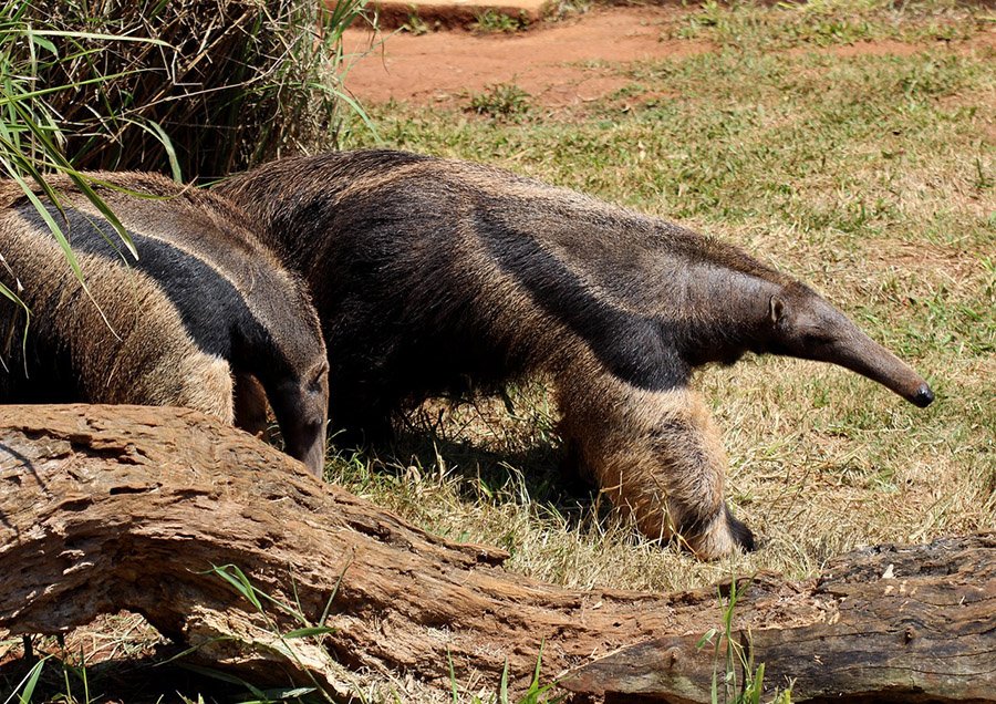 Giant anteater