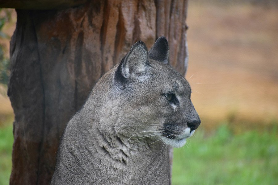 Gray puma near a tree