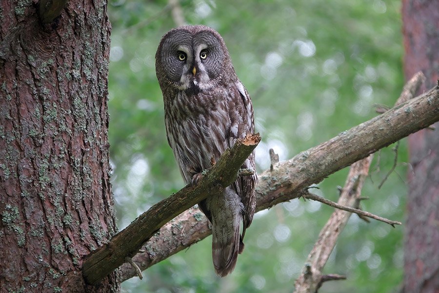 Great Grey Owl