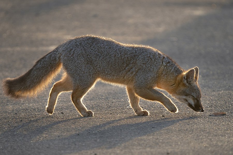 Grey Animals - Grey Fox