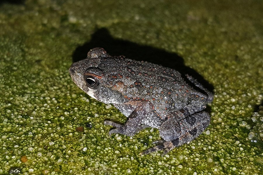 Grey Animals - Grey Treefrog