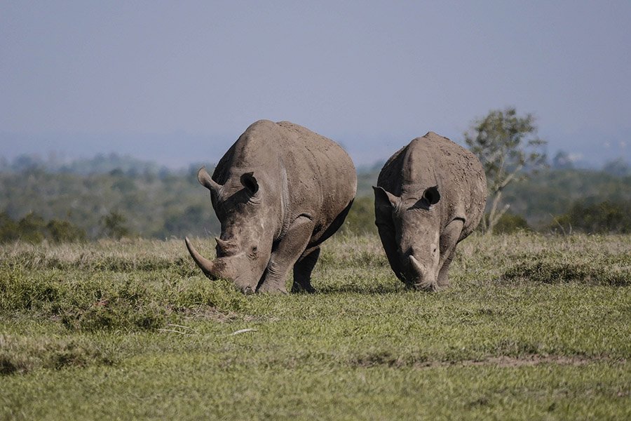 Grey Animals - White Rhinoceros