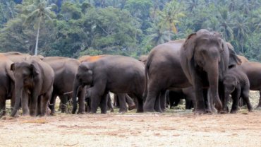 Group of Asian elephants