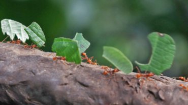 Leaf cutting ants