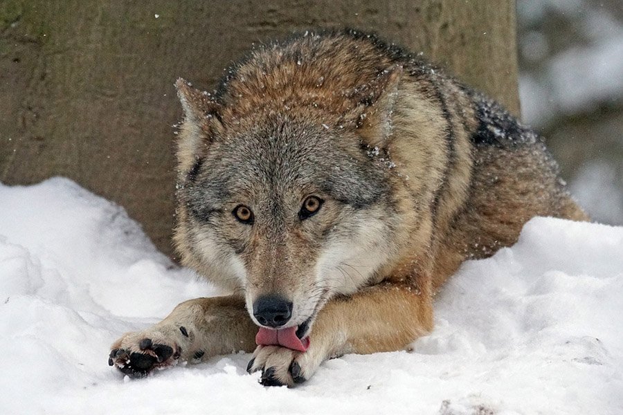 Mongolian Wolf