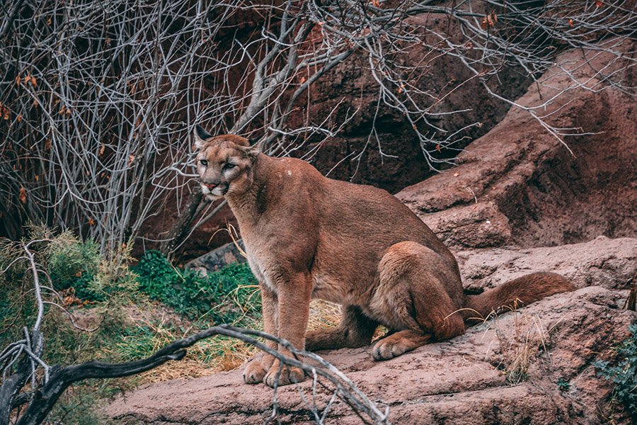 Mountain lion in the rocks