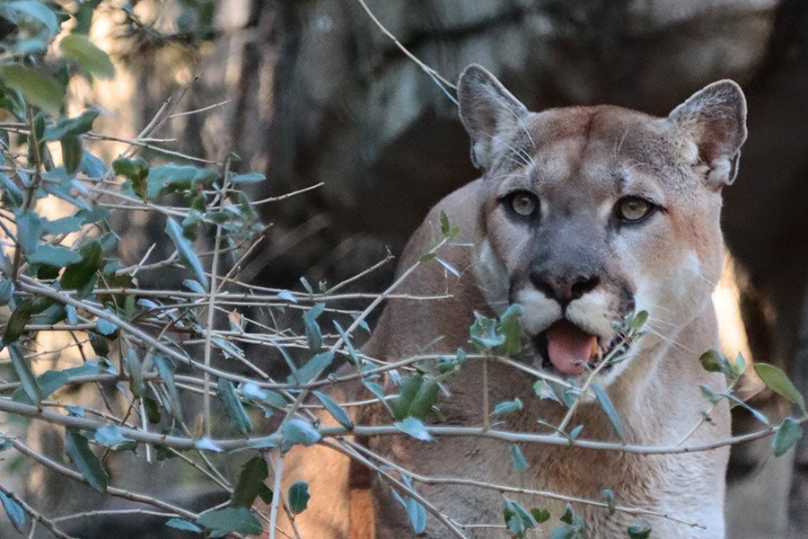 Mountain lion opening mouth