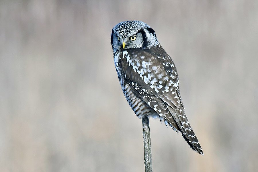 Northern Hawk Owl