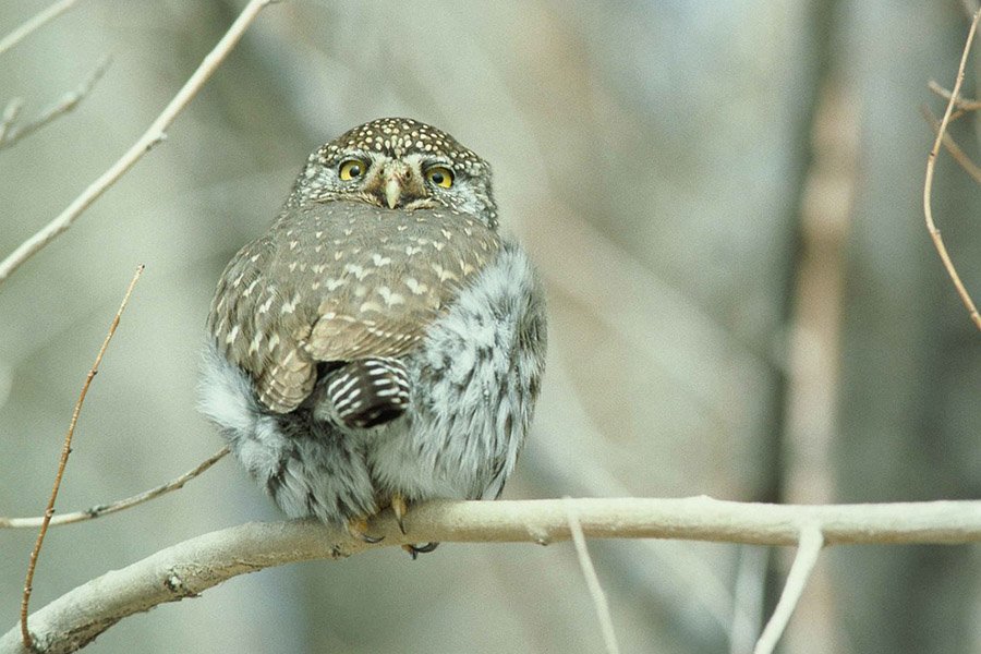 Northern Pygmy Owl