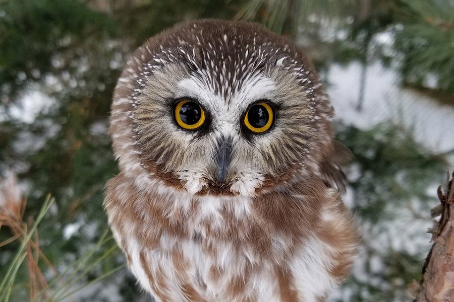 Northern Saw-Whet Owl