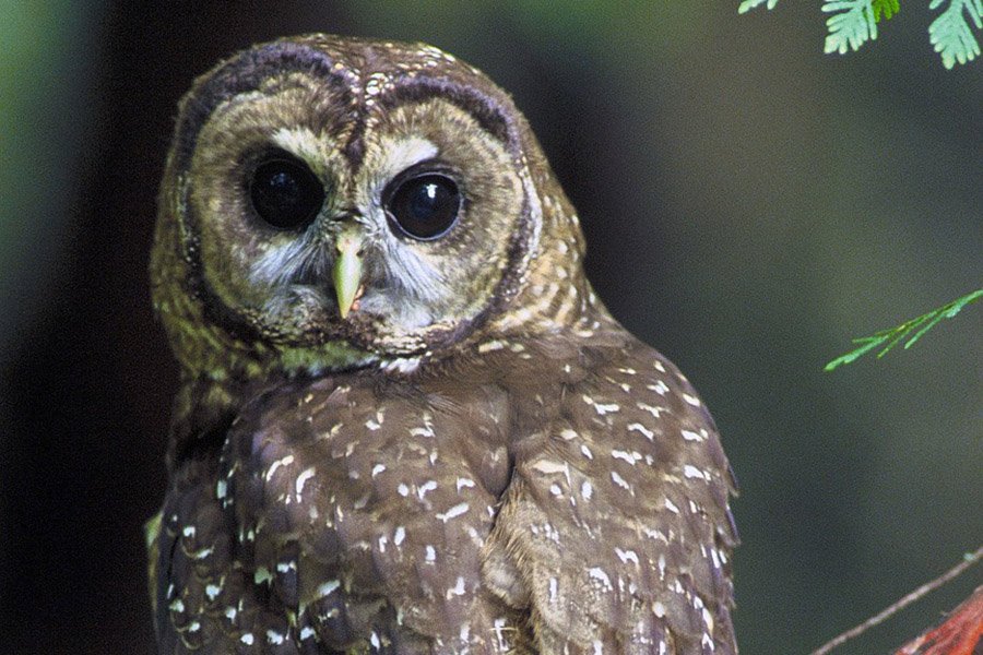 Northern Spotted Owl