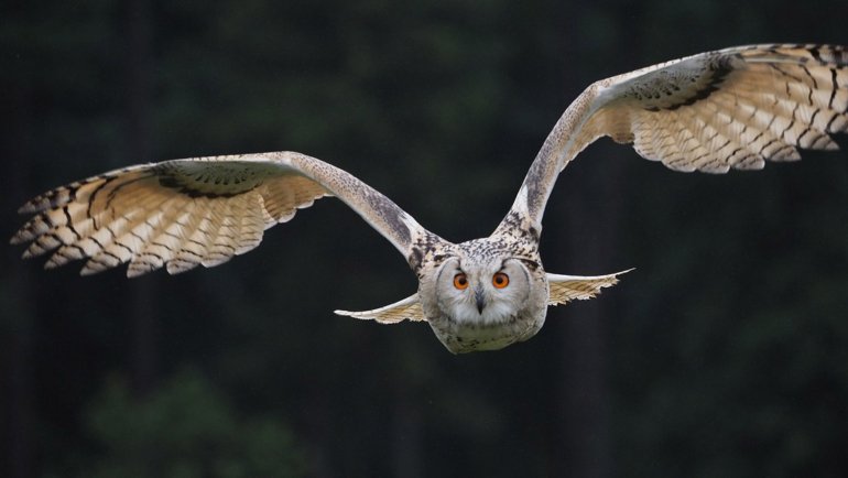 Owl Facts - Hero