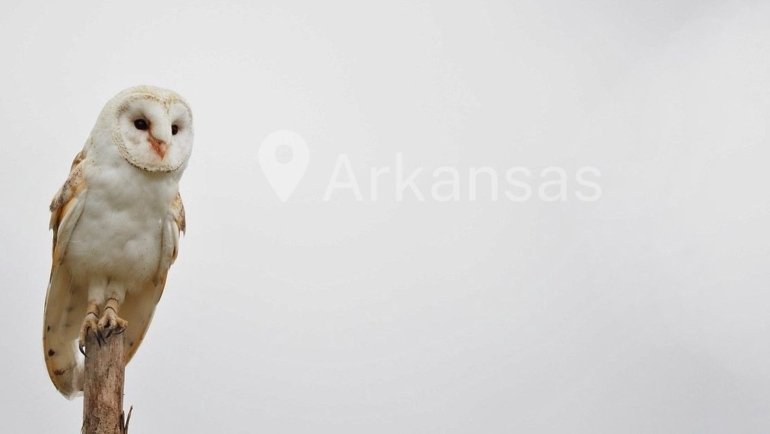 Owls Arkansas