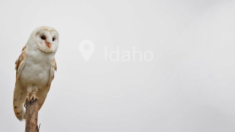 Owls Idaho