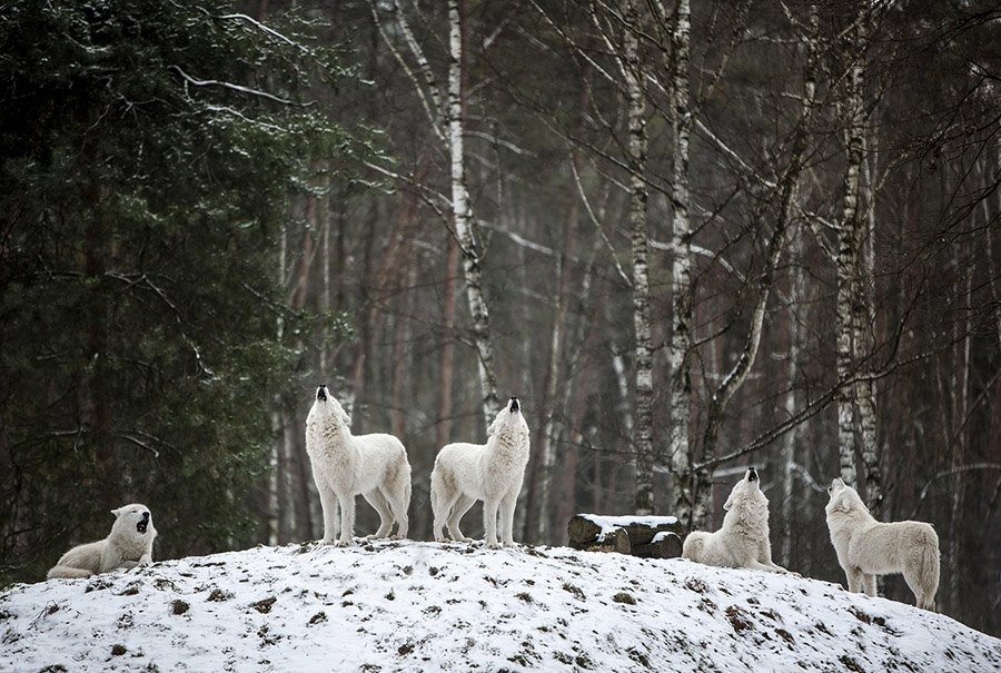 Pack of Arctic wolves