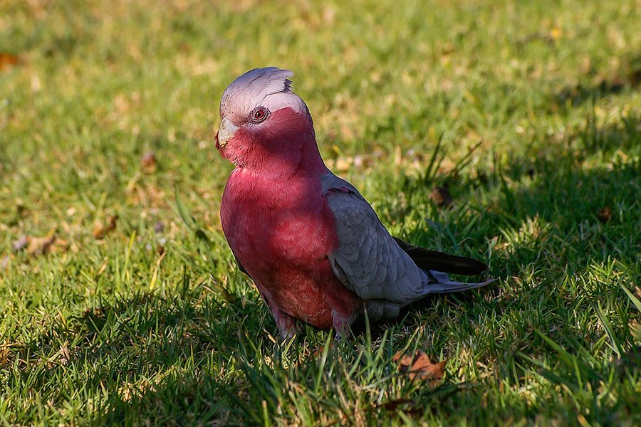 Pink Animals - Galah