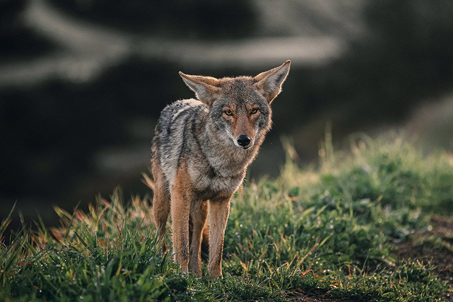 Portrait of a coyote