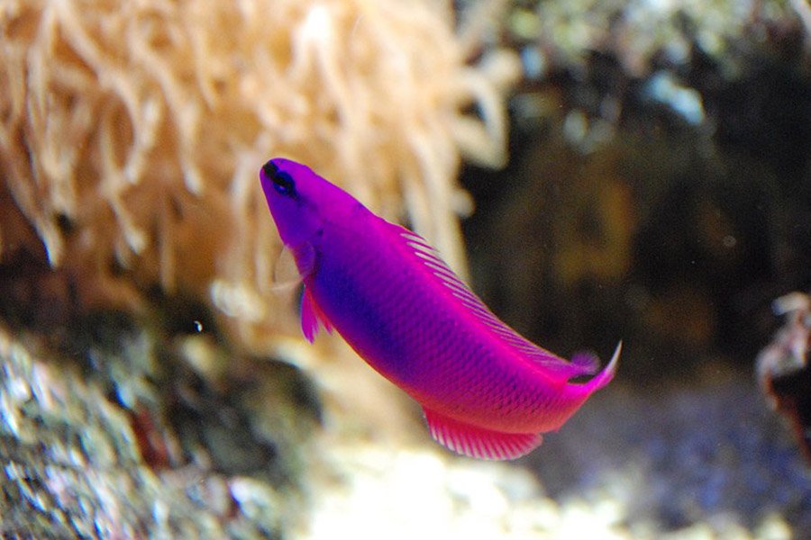 Purple Animals - Orchid Dottyback