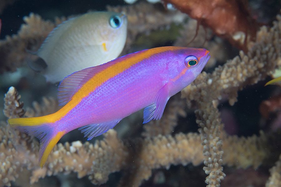 Purple Animals - Purple Anthias