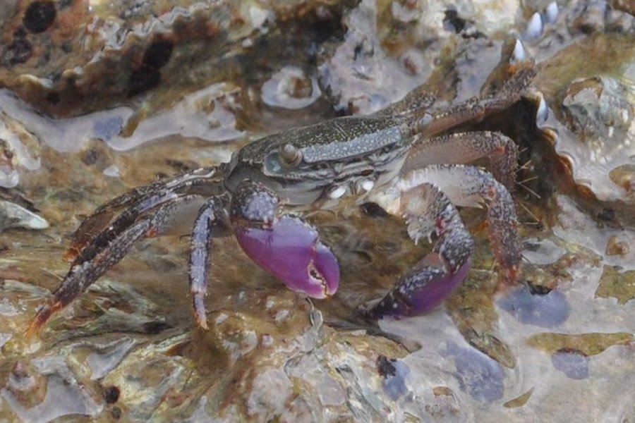 Purple Animals - Purple Climbing Crab