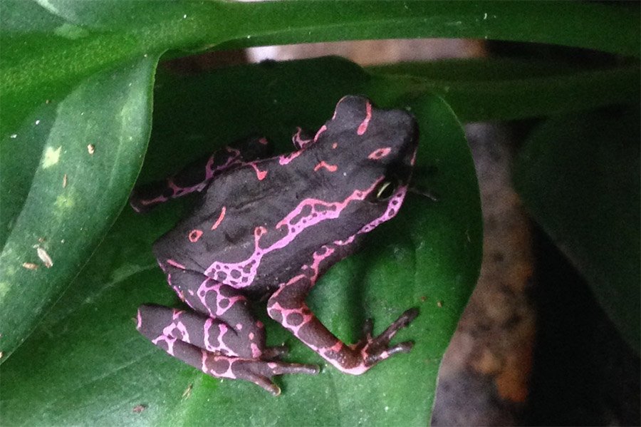 Purple Animals - Purple Harlequin Toad