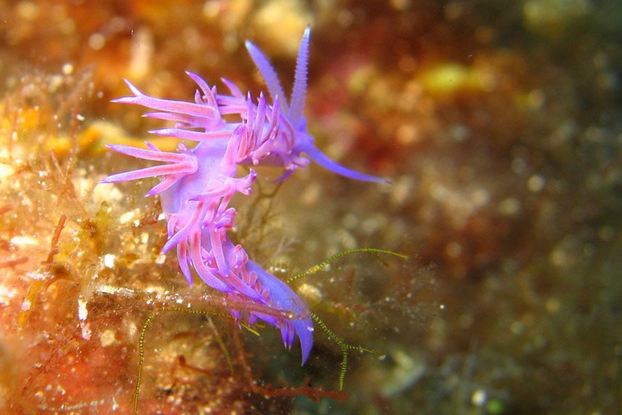 Purple Animals - Purple Nudibranch