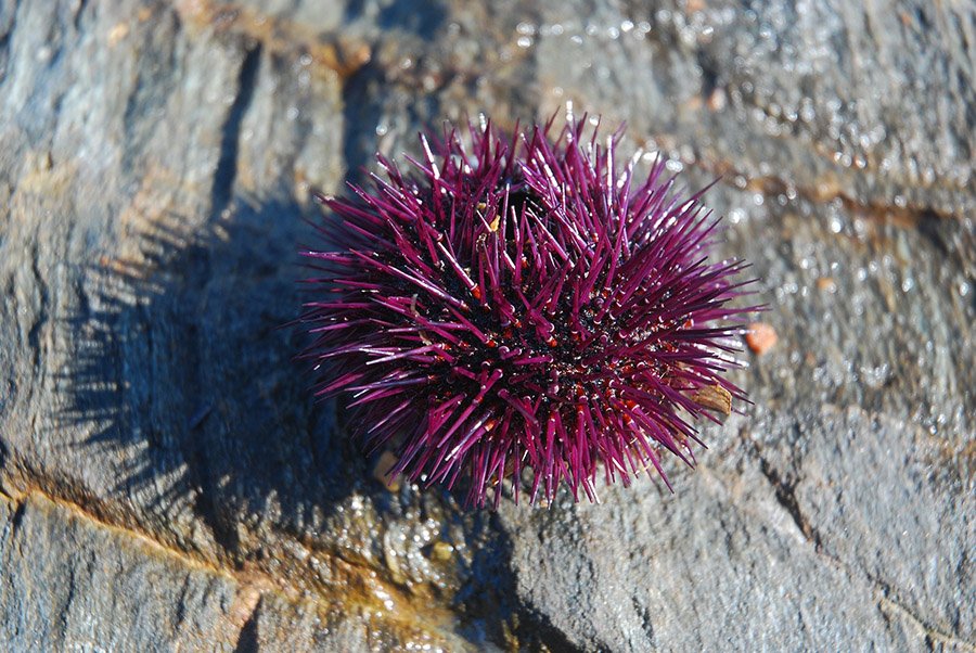 Purple Animals - Purple Sea Urchin