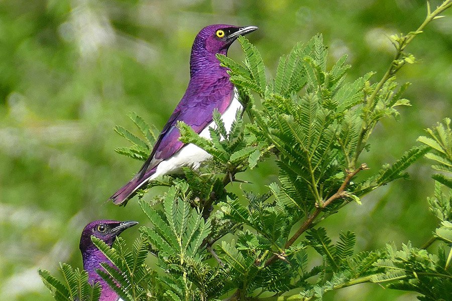 Purple Animals - Violet-Backed Starling