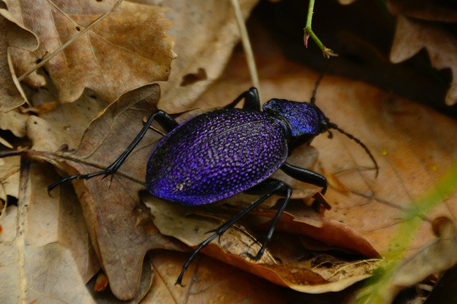 Purple Animals - Violet Ground Beetle