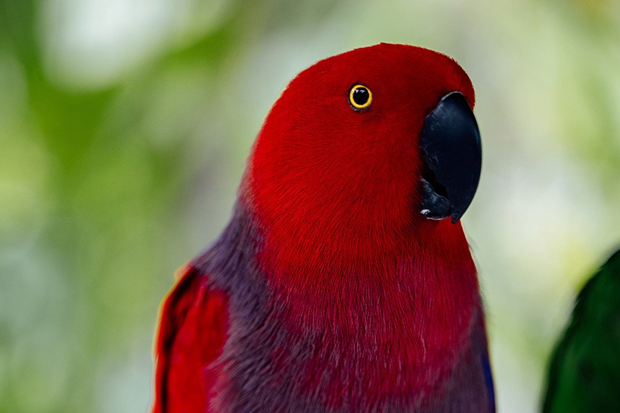 Red Animals - Eclectus