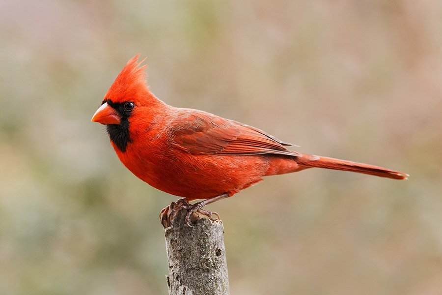 Red Animals - Northern Cardinal