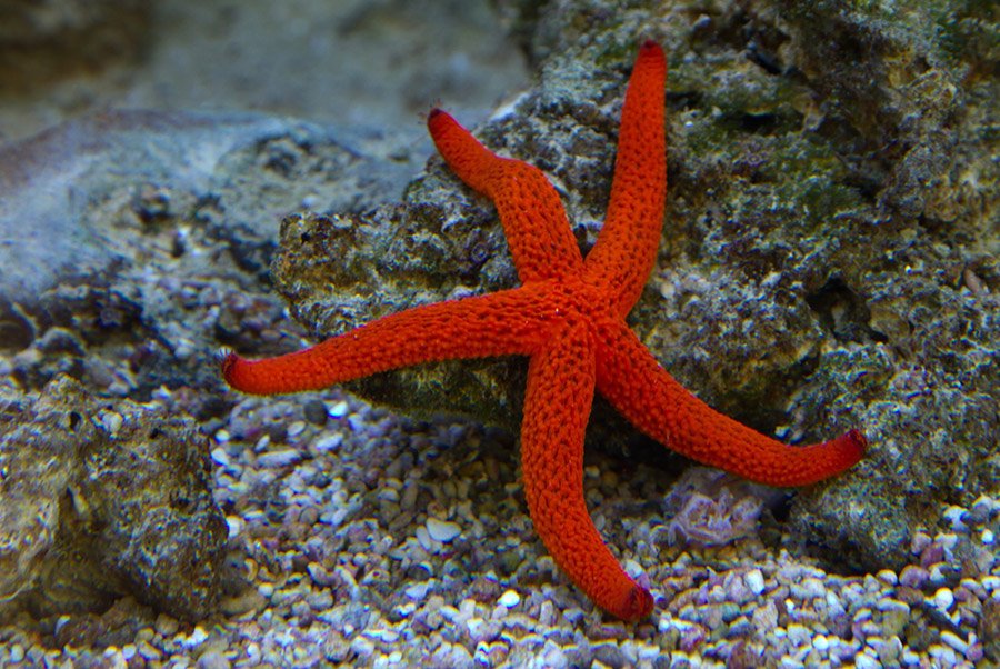 Red Animals - Red Starfish