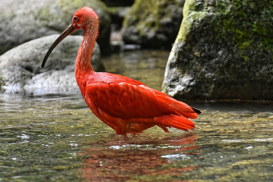 Red Animals - Scarlet Ibis