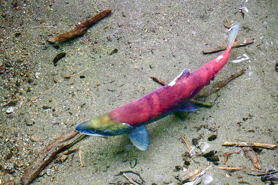 Red Animals - Sockeye Salmon