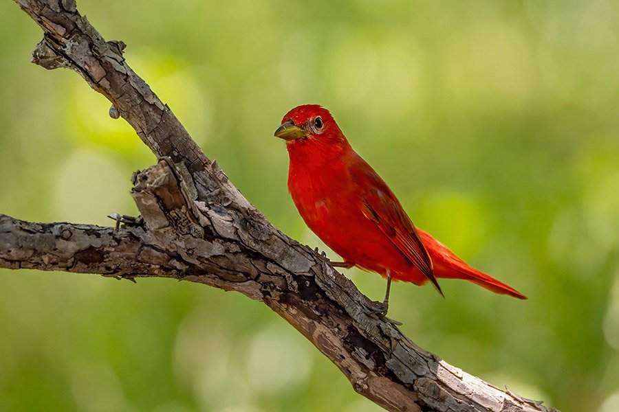 Red Animals - Summer Tanager