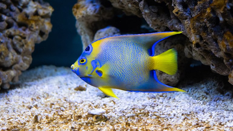 Saltwater angelfish