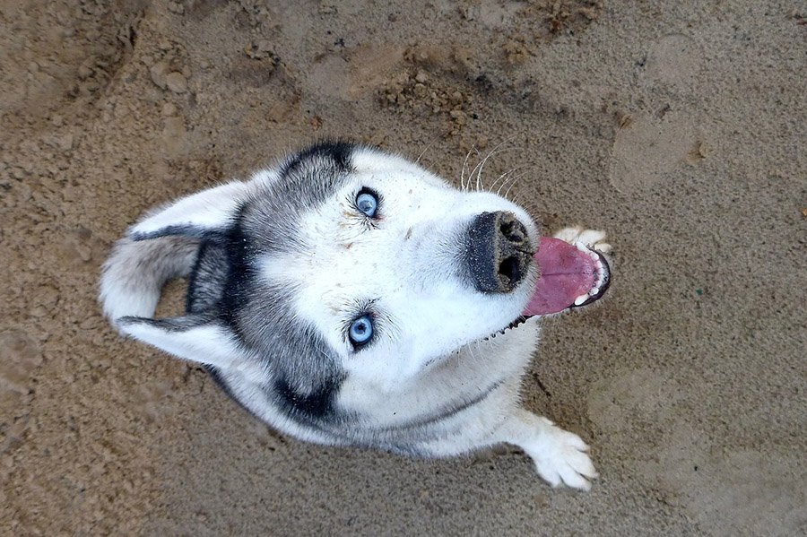 Siberian Husky