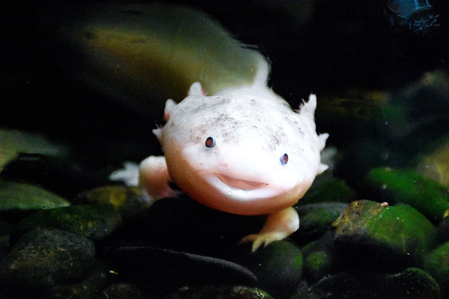 Smiling axolotl