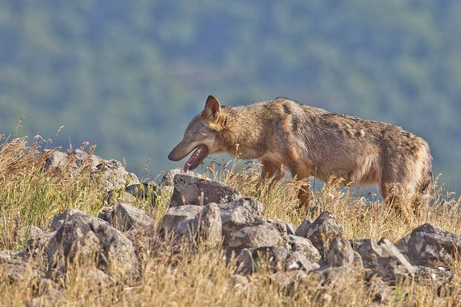 Steppe Wolf