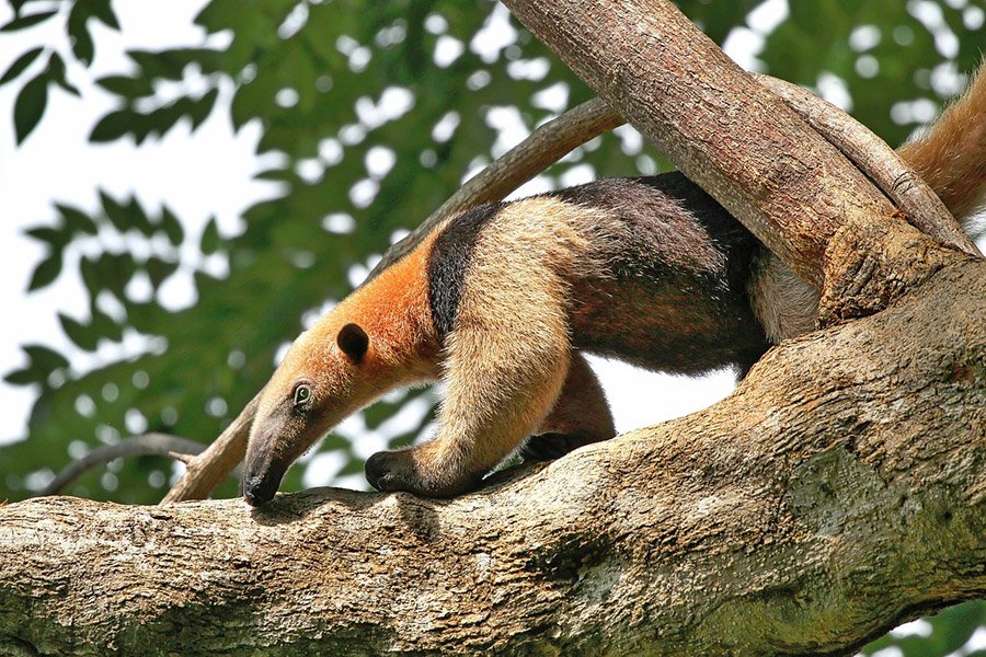 Tamandua