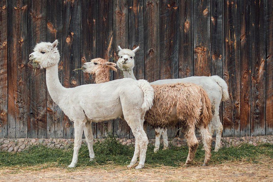 Three alpacas