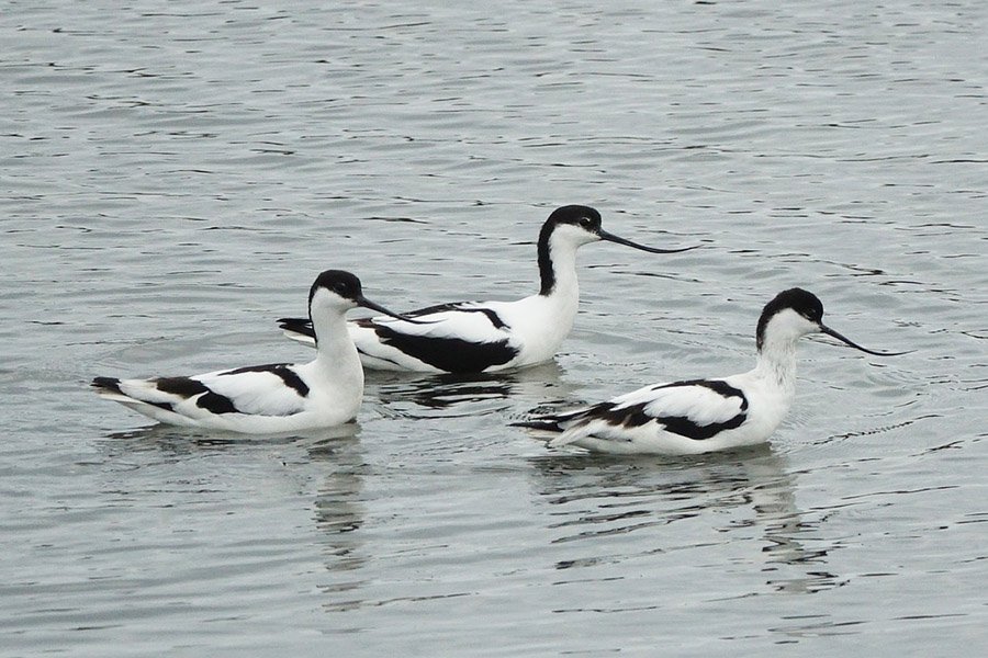 Three avocets